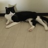 の写真