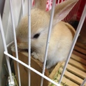  双子の仔うさぎ  ミルクティー色