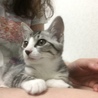 人懐っこくいつもゴロゴロ鳴らしている女の子です サムネイル2