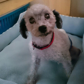 パーティーカラーのトイプー男子(ビビ)