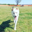 元気いっぱい、人が大好きな甘えん坊MIX犬★メグ