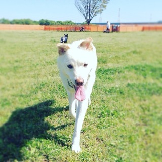 元気いっぱい、人が大好きな甘えん坊MIX犬★メグ