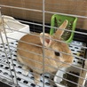 ケージの中でお留守番