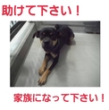 命繋がっています!まだ募集ゼロ!写真追加!