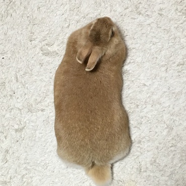 べったんこw