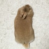 べったんこw