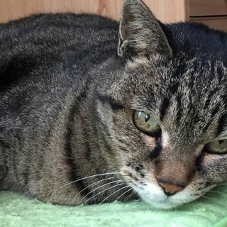 ゆったりとした綺麗な目の子です