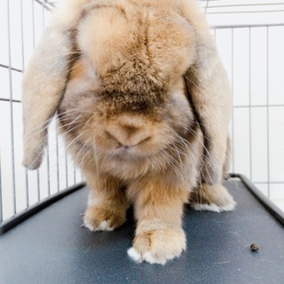 ロップイヤーの男の子。