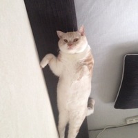 メル