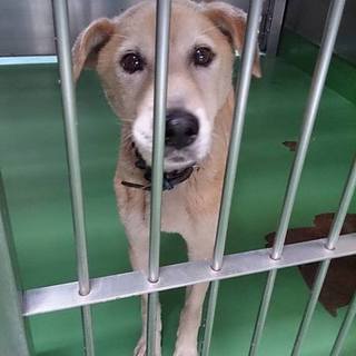 【感謝】団体さんの元へ繋がっています！垂耳くん ♂