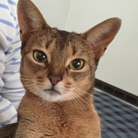 ハーマイオニー