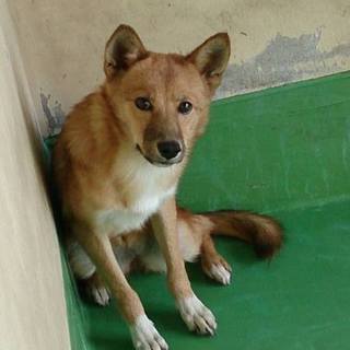 【正式譲渡決定！】子犬♂野犬コンチャン