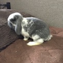 ロップイヤーのうさぎちゃんです！