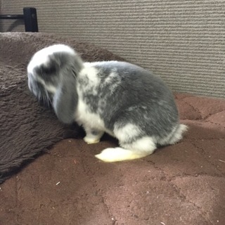 ロップイヤーのうさぎちゃんです！