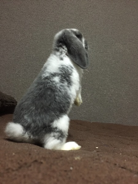 ロップイヤーのうさぎちゃんです！ サムネイル2