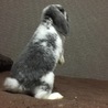 ロップイヤーのうさぎちゃんです！ サムネイル2