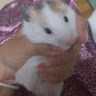 ゴールデン1匹の里親さん募集㊥です★