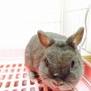 ネザーランドドワーフ