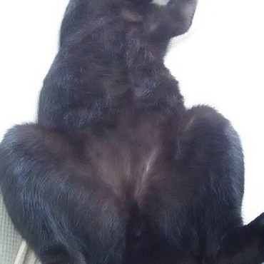 烏骨鶏っぽいロコ