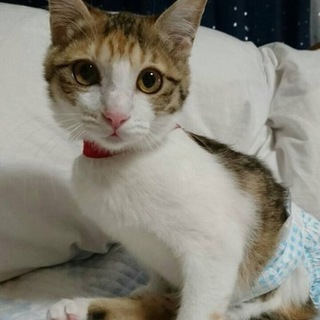 里親決定。車に轢かれたメス猫「生きるちゃん」