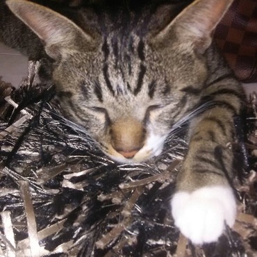 おもしろ顏のモコ