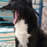 訓練中の為募集停止。黒白の春ちゃん サムネイル3
