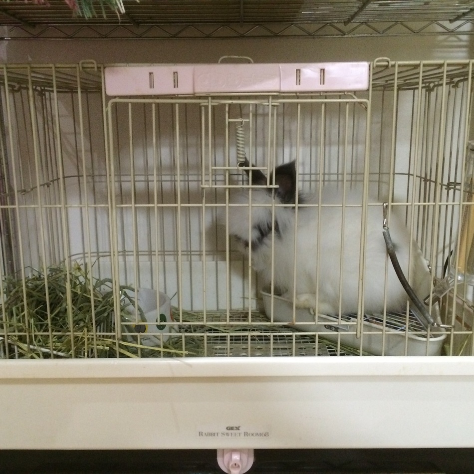 心(ココ)のカバー写真