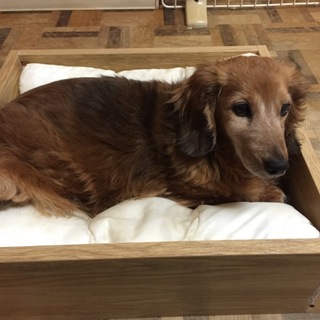 とても人懐こいいい子です