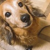 とても人懐こいいい子です サムネイル2