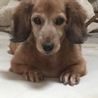 とても人懐こいいい子です サムネイル6