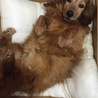 とても人懐こいいい子です サムネイル7