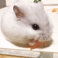 ポン
