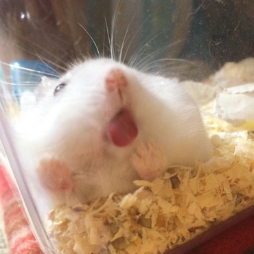 壁をぺろぺろ