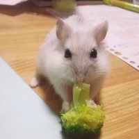 ワトソン