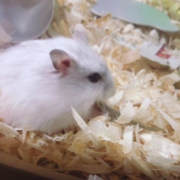 初にぼし