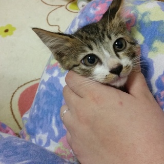 おめめクリクリ(ФωФ)イケにゃん！