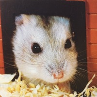 ちゃちゃまろ