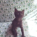 黒猫の兄妹