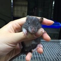 ラット ♀1 ♂5？