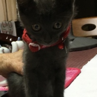 グレーの2ヶ月子猫