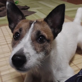 里親さん決定！沢山のご応募ありがとうございました！