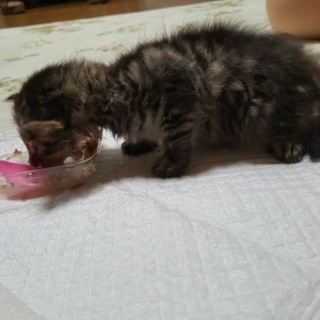 【急募】生後1ヵ月ほどの子猫(代理掲載)
