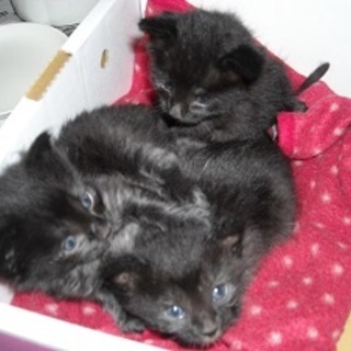 容器に入れられ捨てらるたちチビッ子３ニャンズ 