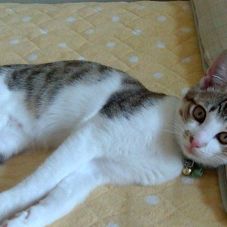 キジトラ タラオくん（タラチャン）の里親募集