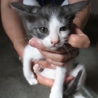 可愛い盛りの子猫です 飼主放棄