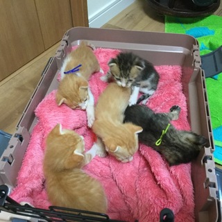8月15日位に生まれたの子猫です
