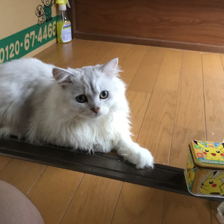 豊田チョコのカバー写真