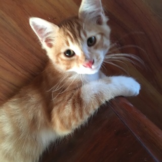 4ヶ月子猫(オス♂)里親さんを募集しています