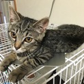 5ヶ月と2ヶ月の子猫