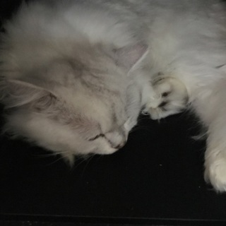 ありがとうございました。里親が決まりました